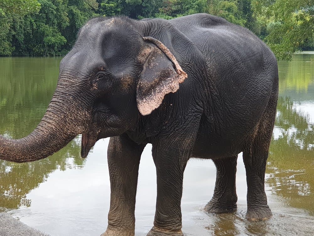 Supaporn Elephant Camp