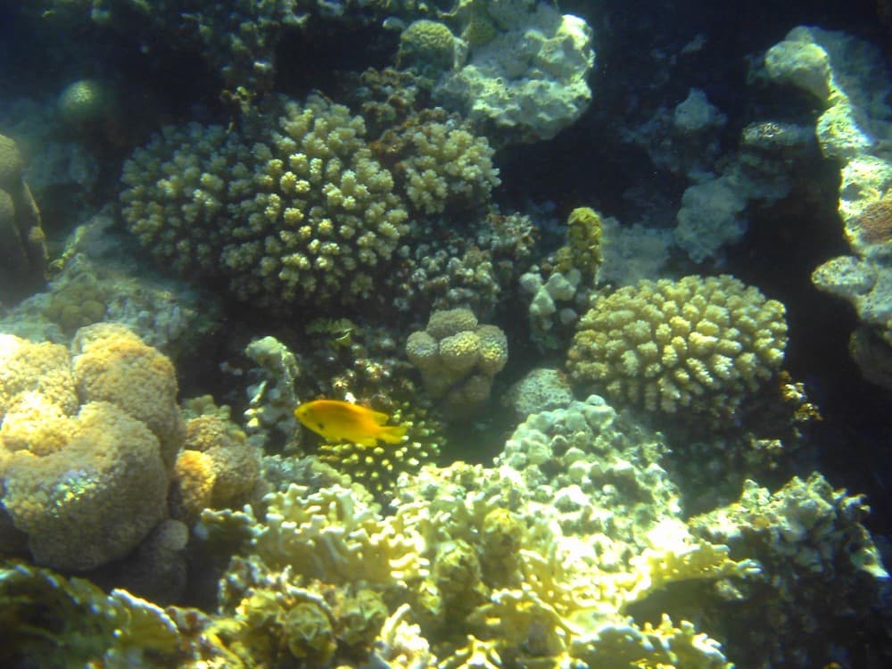 Coral Reefs