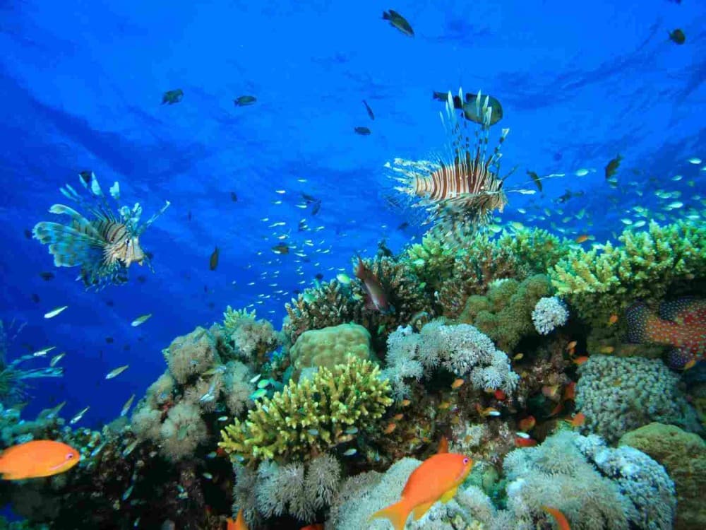 Coral Reefs