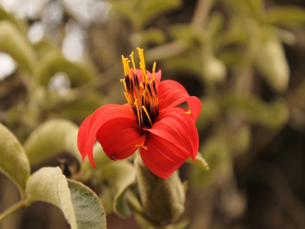 Jardin Botanico de Bogota Jose Celestino Mutis