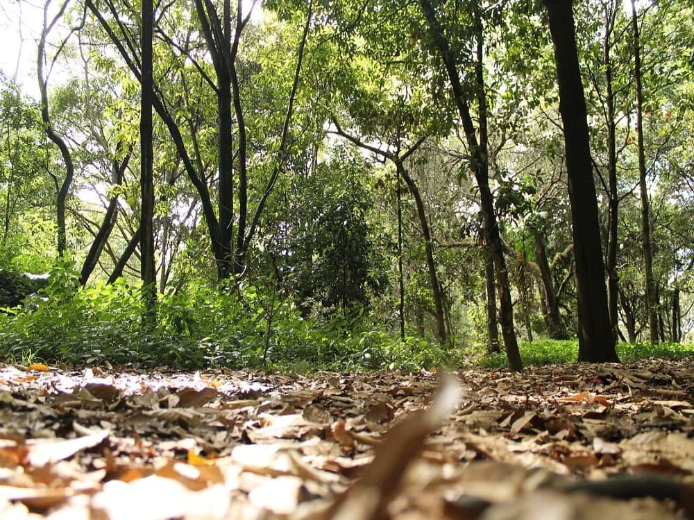 Jardin Botanico de Bogota Jose Celestino Mutis