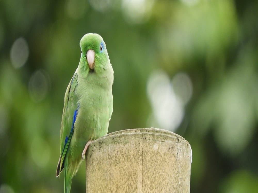 La Divisa De Don Juan