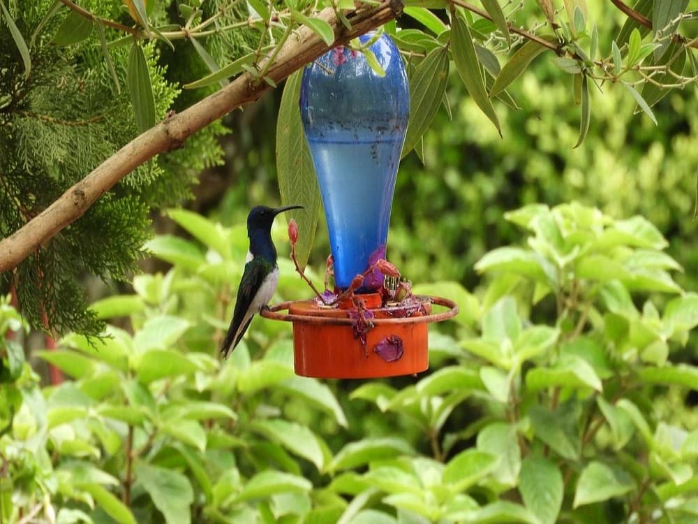 La Divisa De Don Juan