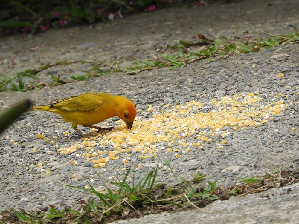 La Divisa De Don Juan