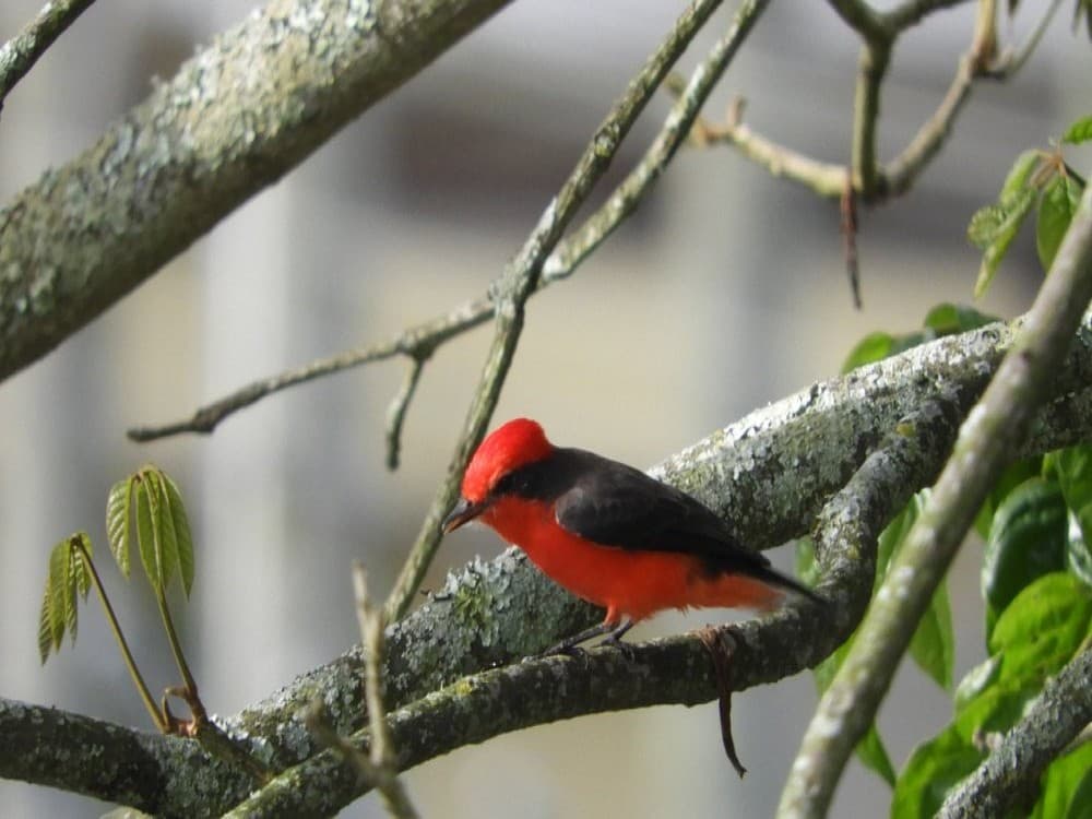 La Divisa De Don Juan