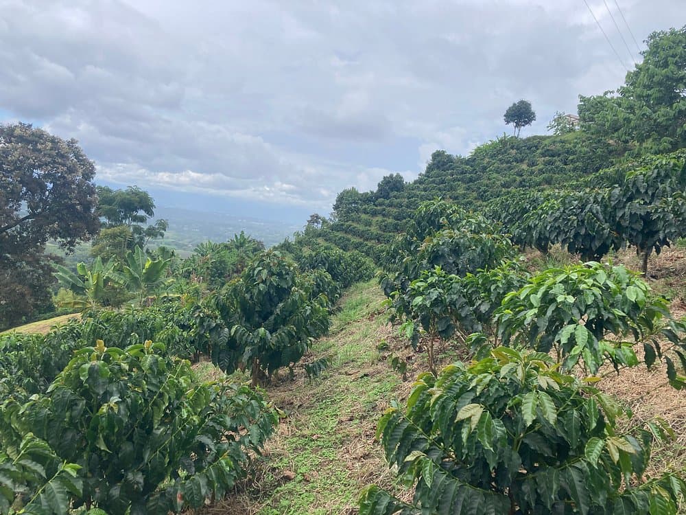 La Divisa De Don Juan