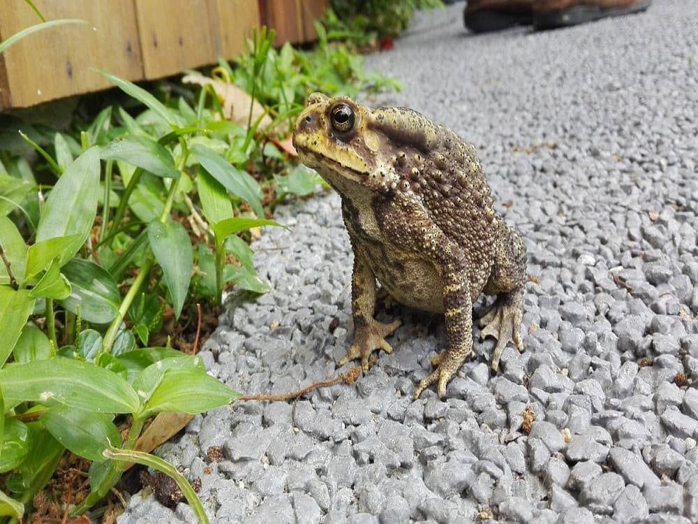 The Habitat Penang Hill