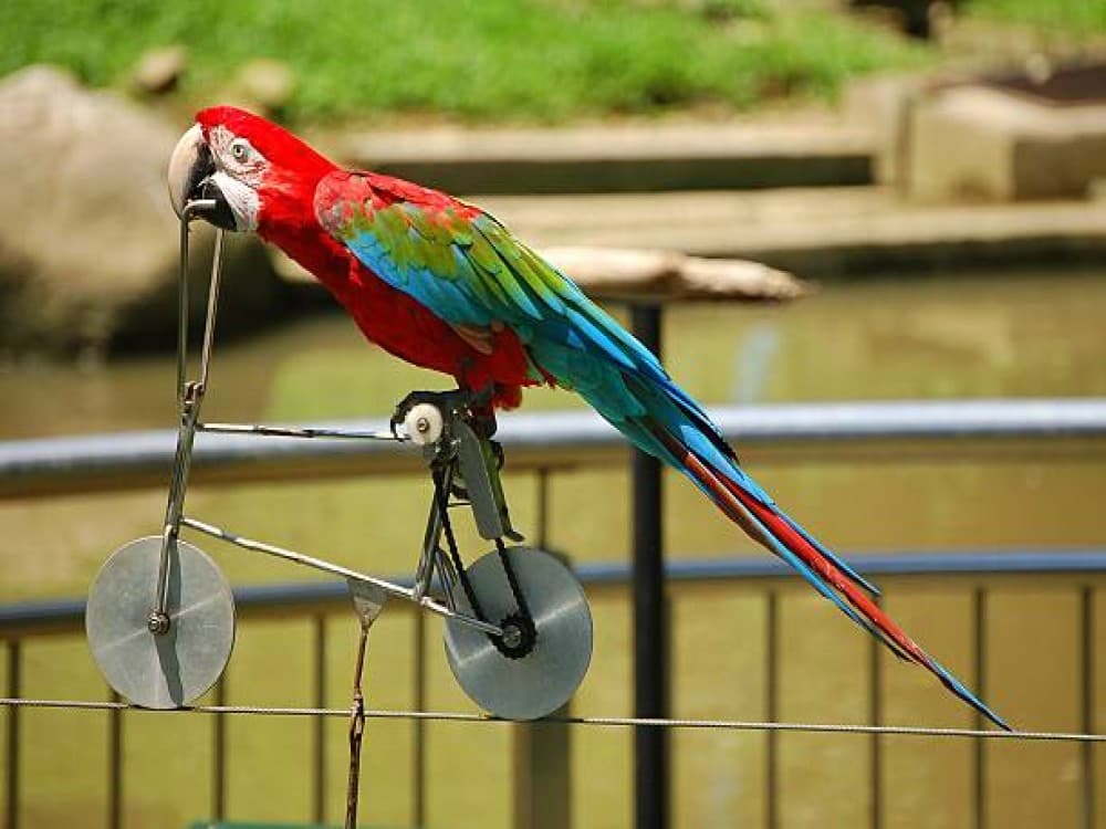 Bird Park