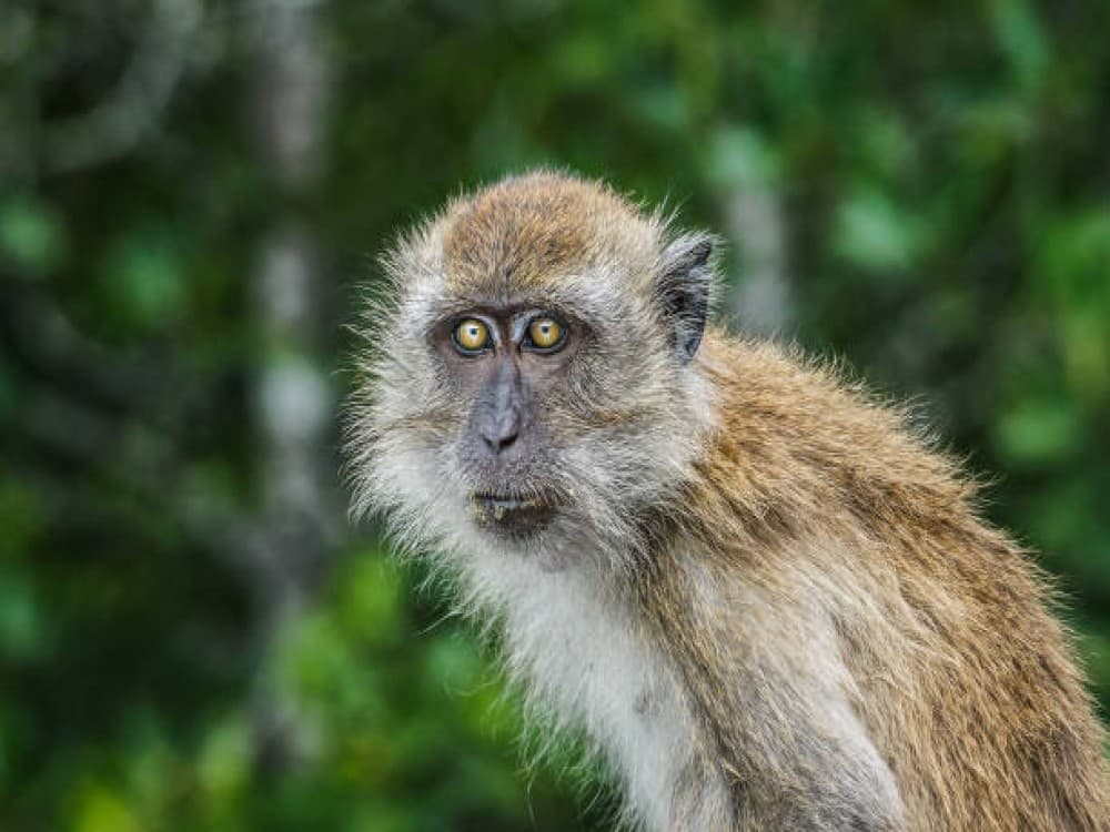 Kilim Geoforest Park
