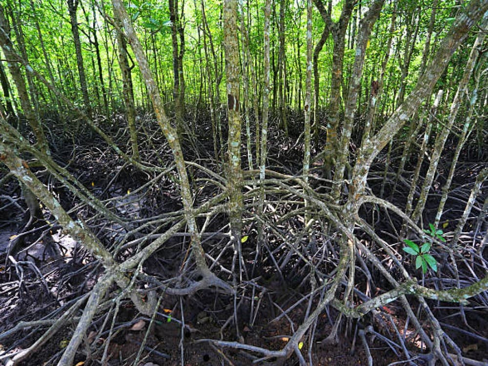 Kilim Geoforest Park