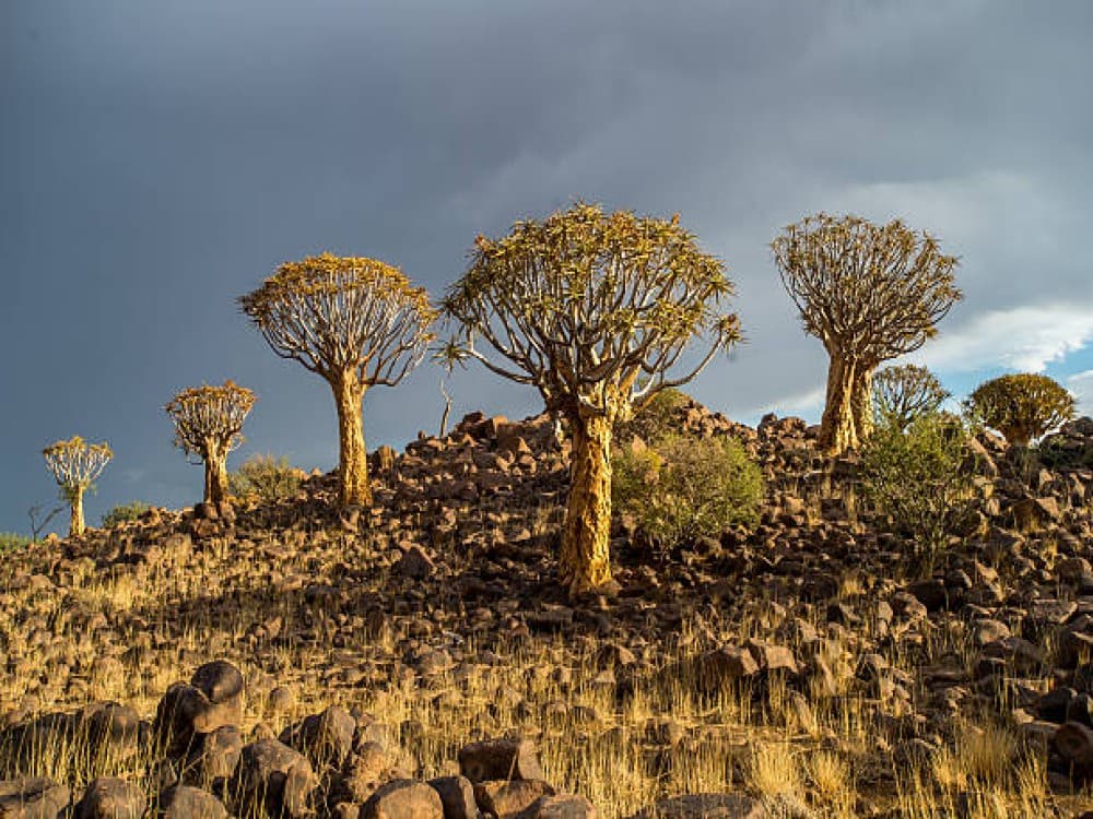 Kilim Geoforest Park