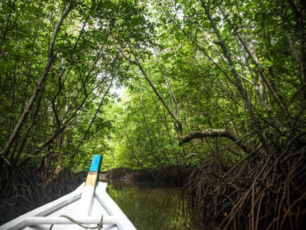 Kilim Geoforest Park
