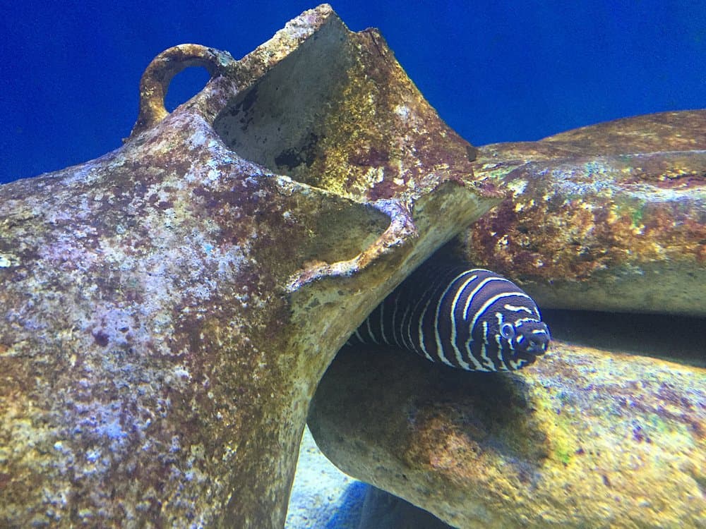 Langkawi: Underwater World | ®ExcursionMania