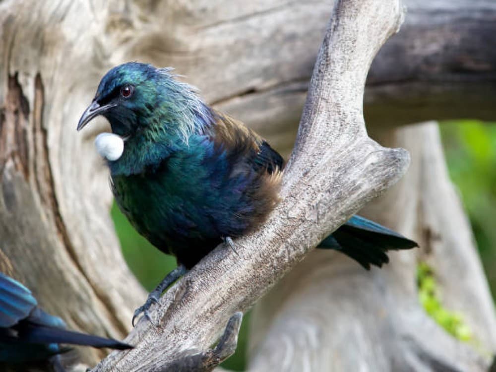 Tiritiri Matangi Island