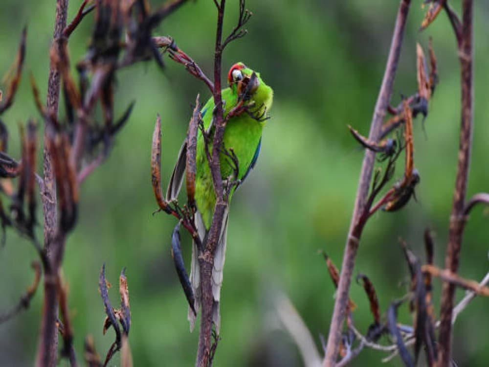 Tiritiri Matangi Island