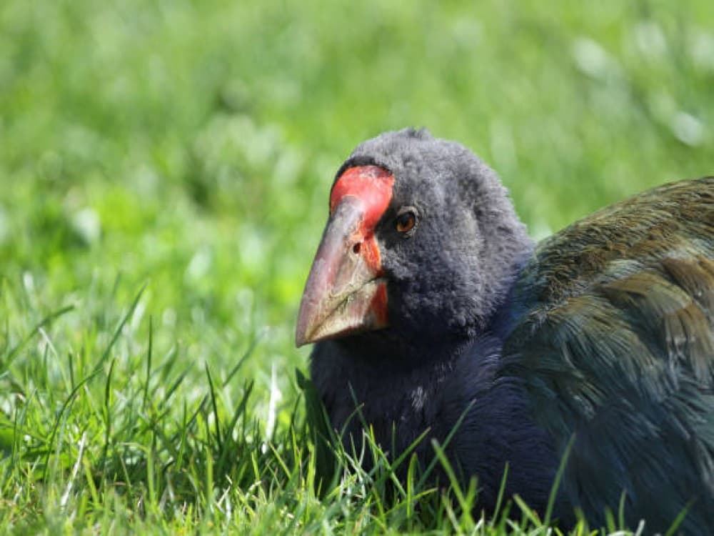 Tiritiri Matangi Island