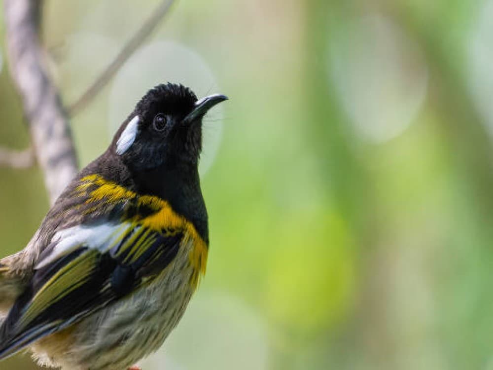 Tiritiri Matangi Island