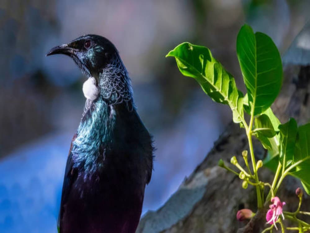 Auckland: Tiritiri Matangi Island | ®ExcursionMania