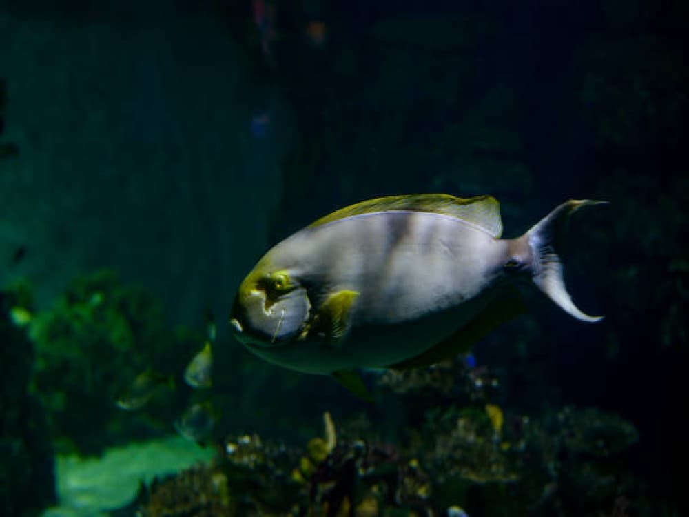 SEA LIFE Kelly Tarlton's Aquarium