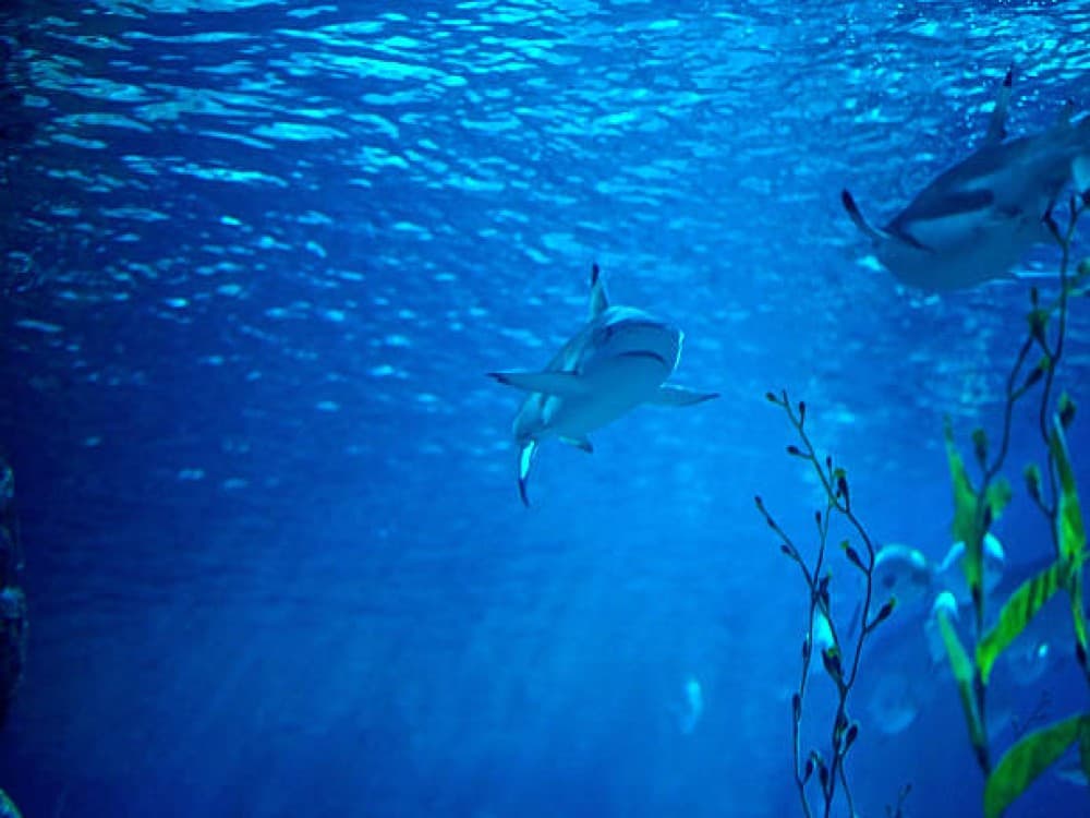 SEA LIFE Kelly Tarlton's Aquarium