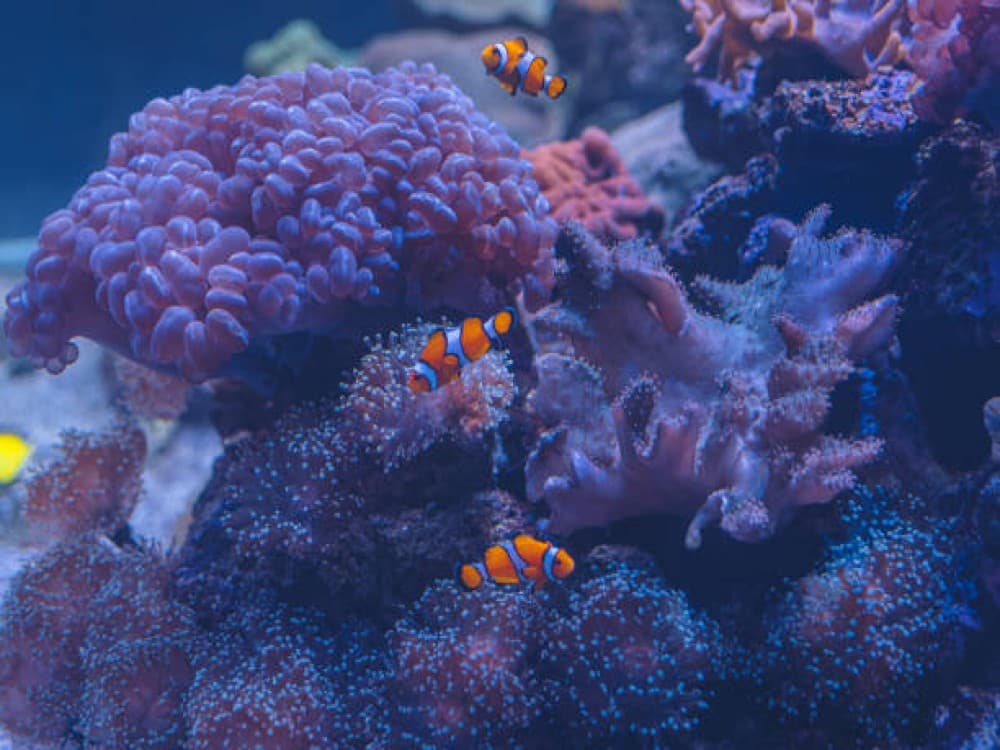 SEA LIFE Kelly Tarlton's Aquarium