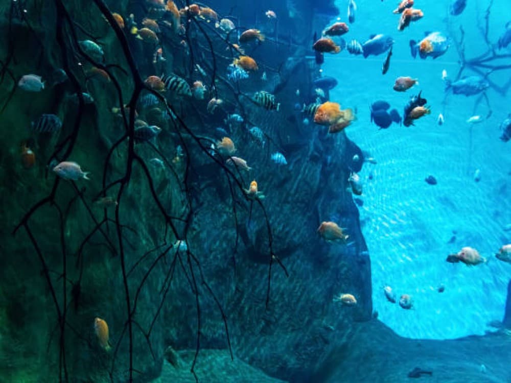 SEA LIFE Kelly Tarlton's Aquarium