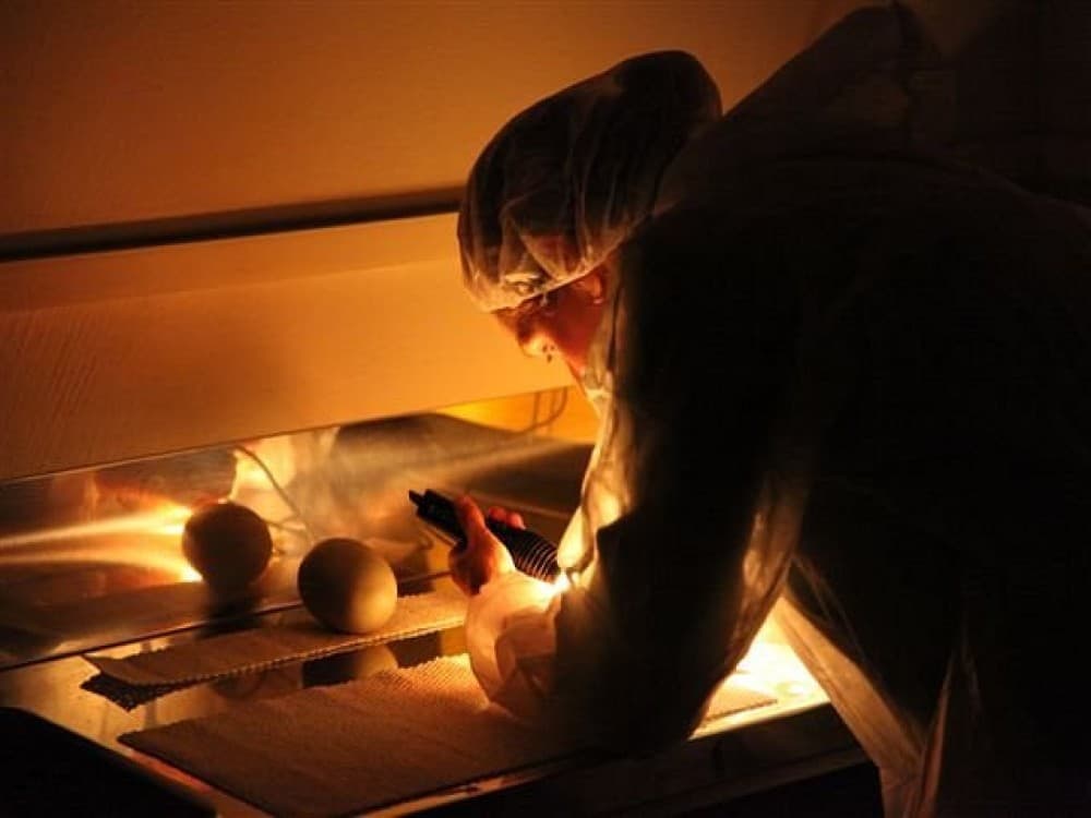 West Coast Wildlife Centre