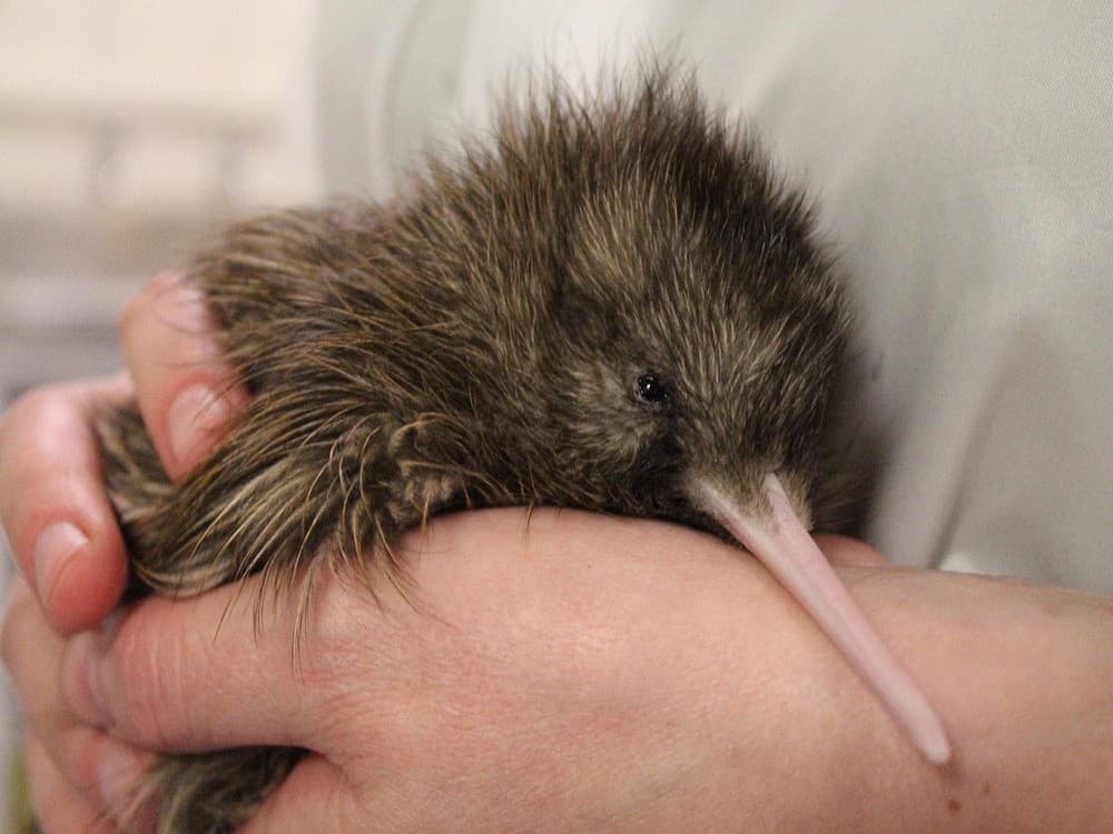 West Coast Wildlife Centre