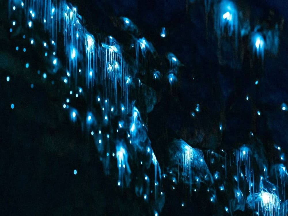 Te Anau Glowworm Caves