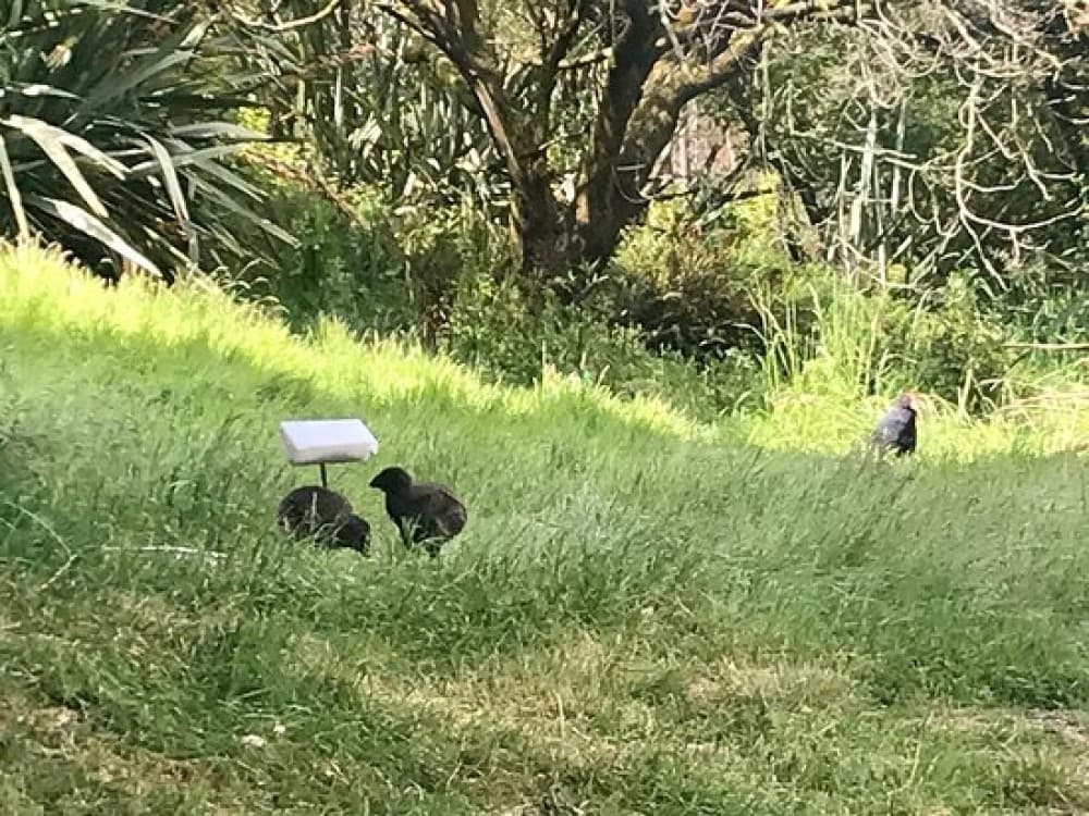Te Anau Bird Sanctuary