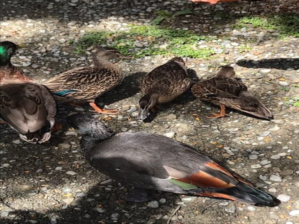 Punanga Manu o Te Anau