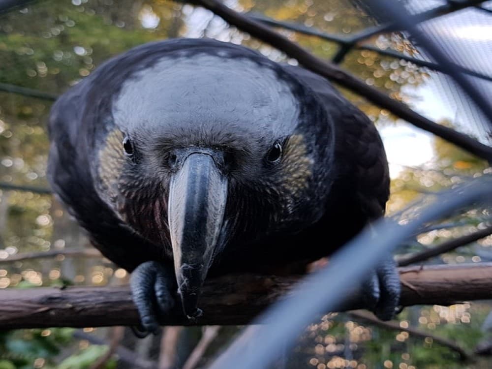 Punanga Manu o Te Anau
