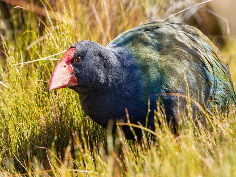 Punanga Manu o Te Anau
