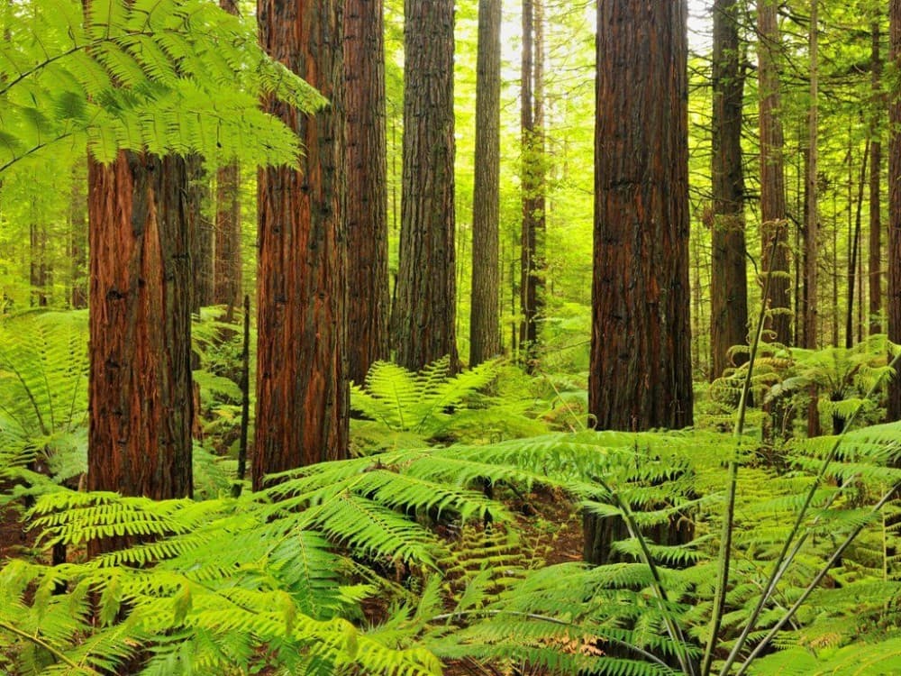 Redwoods, Whakarewarewa Forest
