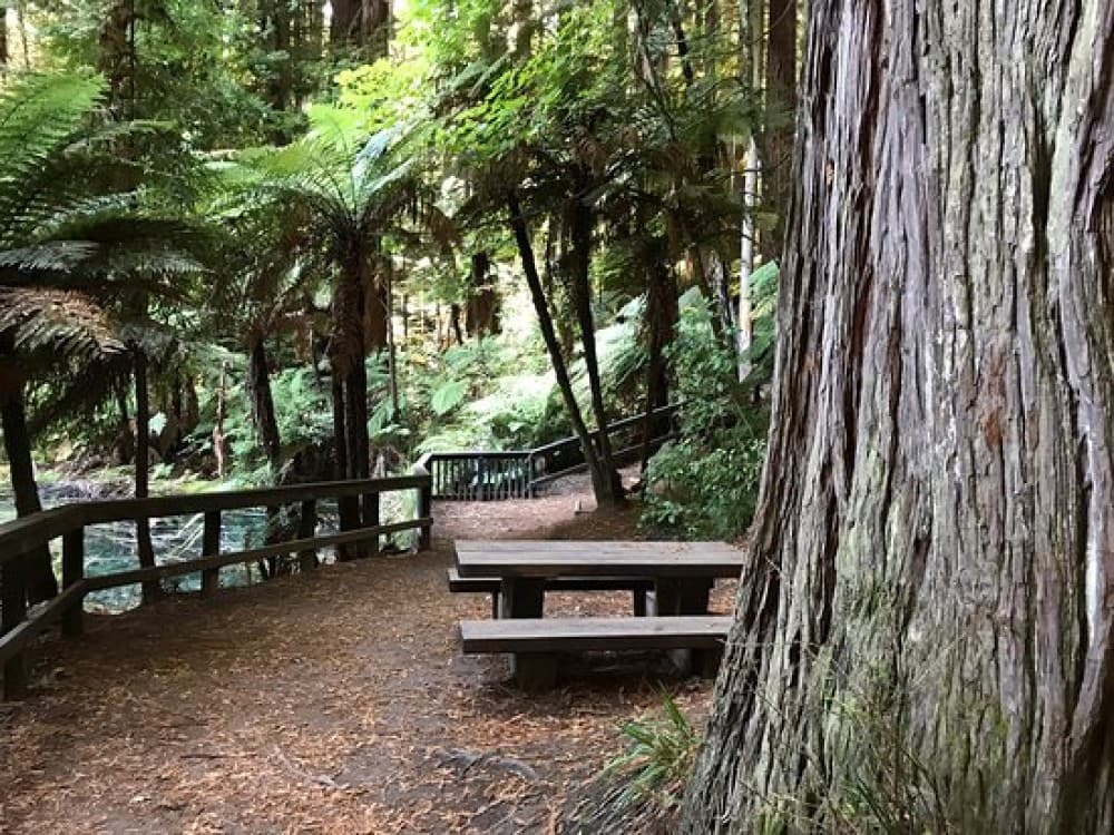 Redwoods, Whakarewarewa Forest