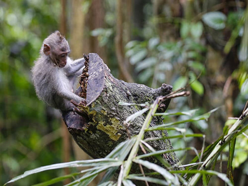 Sacred Monkey Forest Sanctuary