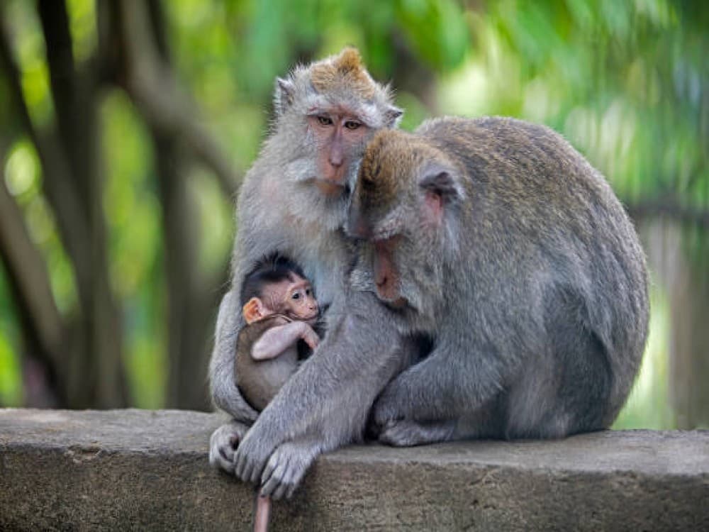Sacred Monkey Forest Sanctuary