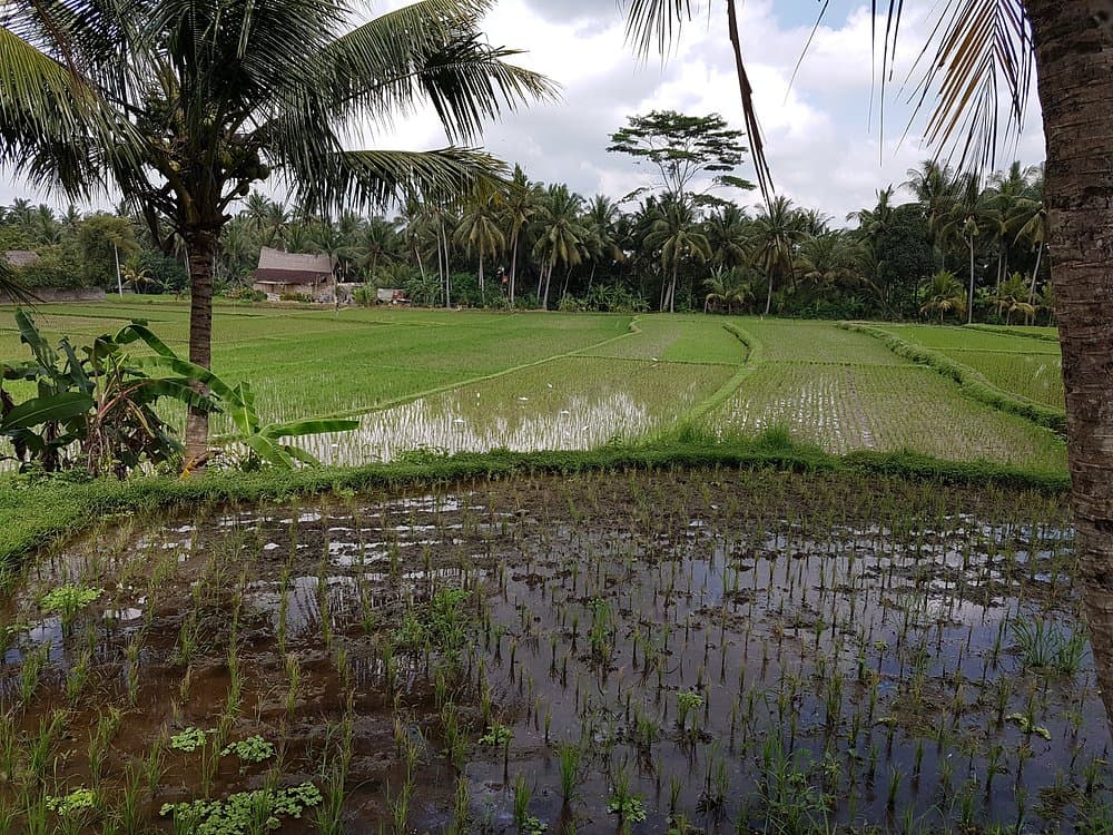 Kajeng Rice Field