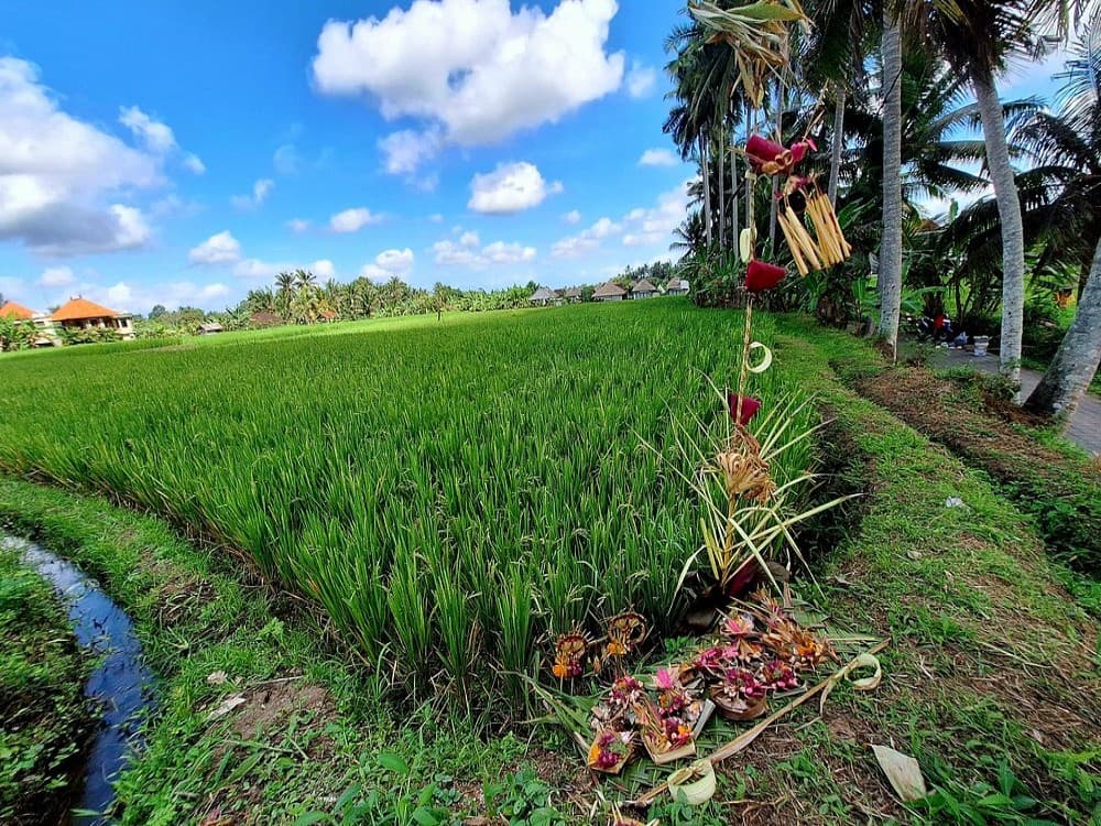 Kajeng Rice Field