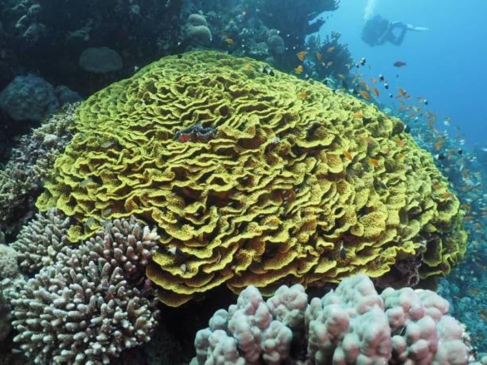Elphinstone Reef
