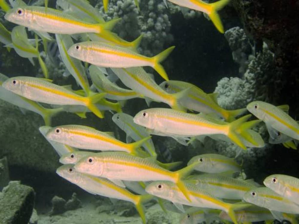 Marsa Alam: Elphinstone Reef | ®ExcursionMania