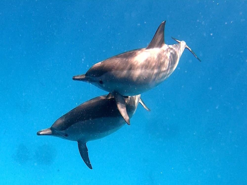 Dolphin House - Shaab Samadai