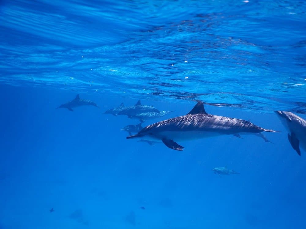 Dolphin House - Shaab Samadai