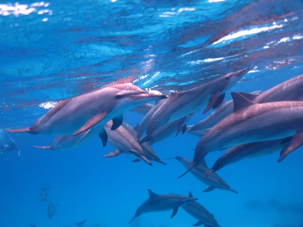 Dolphin House - Shaab Samadai