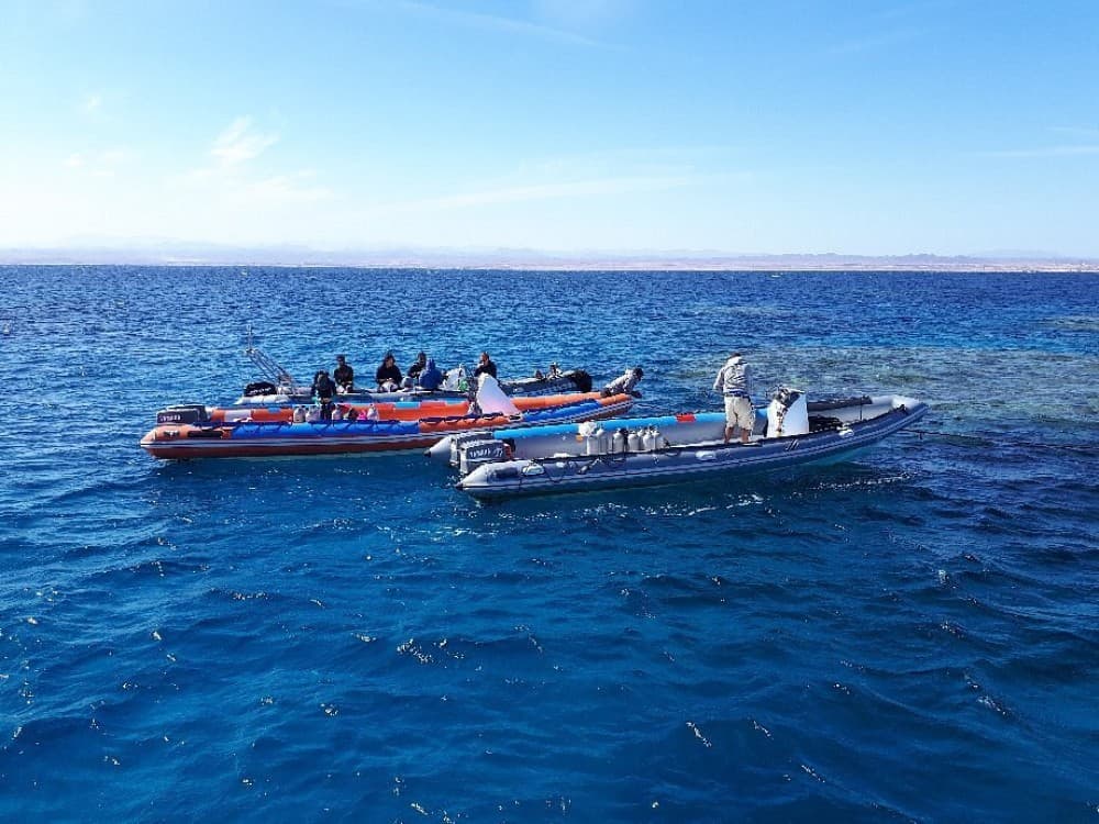 Dolphin House - Shaab Samadai