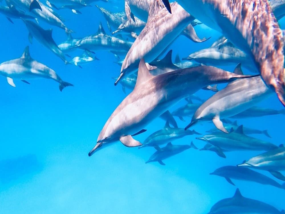 Dolphin House - Shaab Samadai