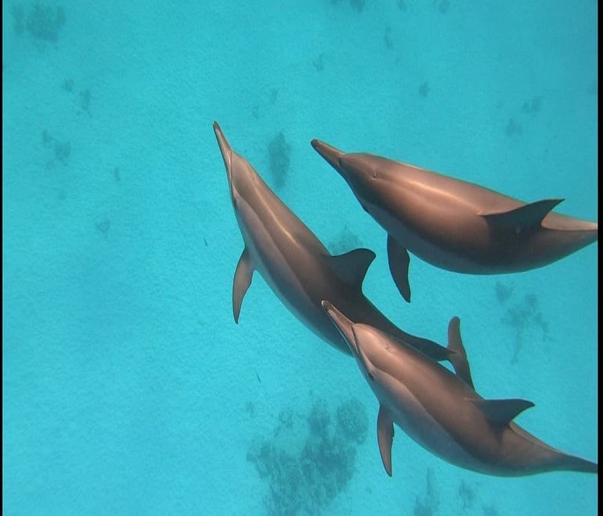 Dolphin House - Shaab Samadai