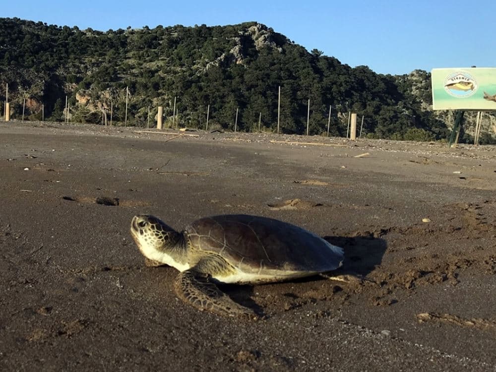 Fethiye: Fethiye Turtle Beach Tours | ®ExcursionMania