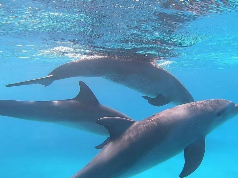 Ras Mohammed Tours in Sharm El-Sheikh