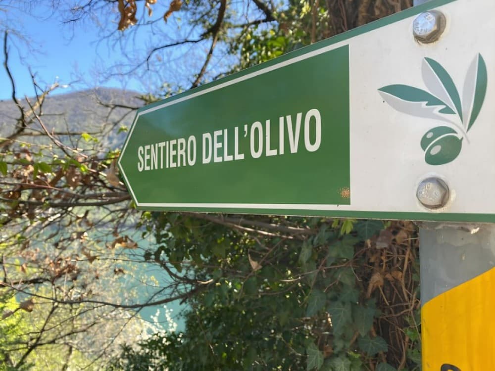 The Olive Grove Trail